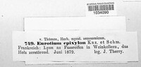 Eurotium epixylon image
